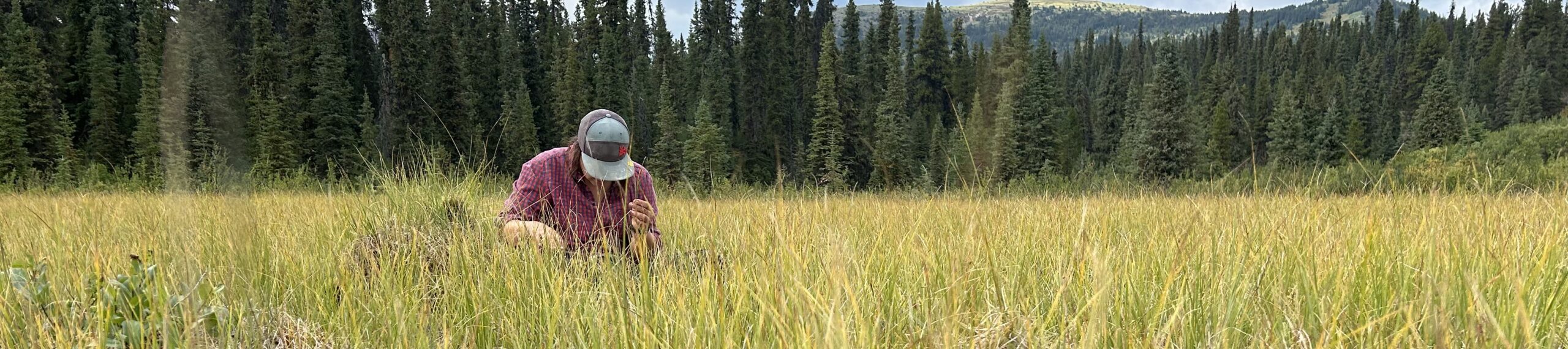 A person wearing a cap and red shirt kneels in tall grass in a meadow, surrounded by dense evergreen trees and distant hills under a cloudy sky.