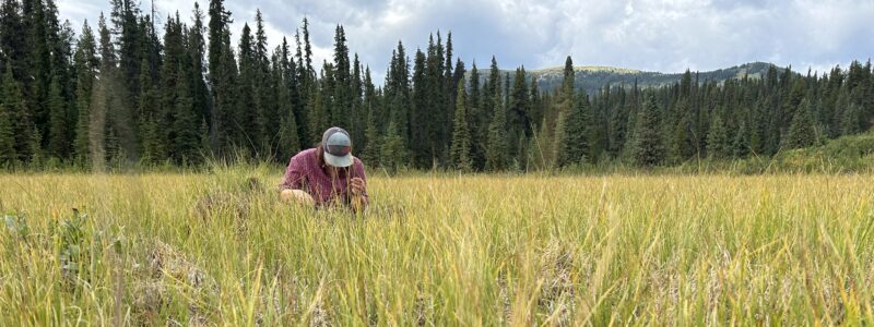 A person wearing a cap and red shirt kneels in tall grass in a meadow, surrounded by dense evergreen trees and distant hills under a cloudy sky.