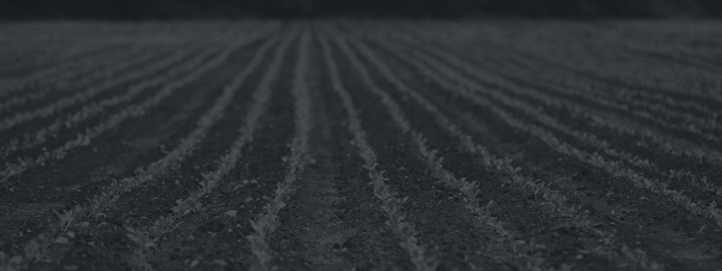 A wide, evenly plowed field with neat rows of young crops sprouting from the soil, stretching into the distance toward a tree line under a darkened sky.