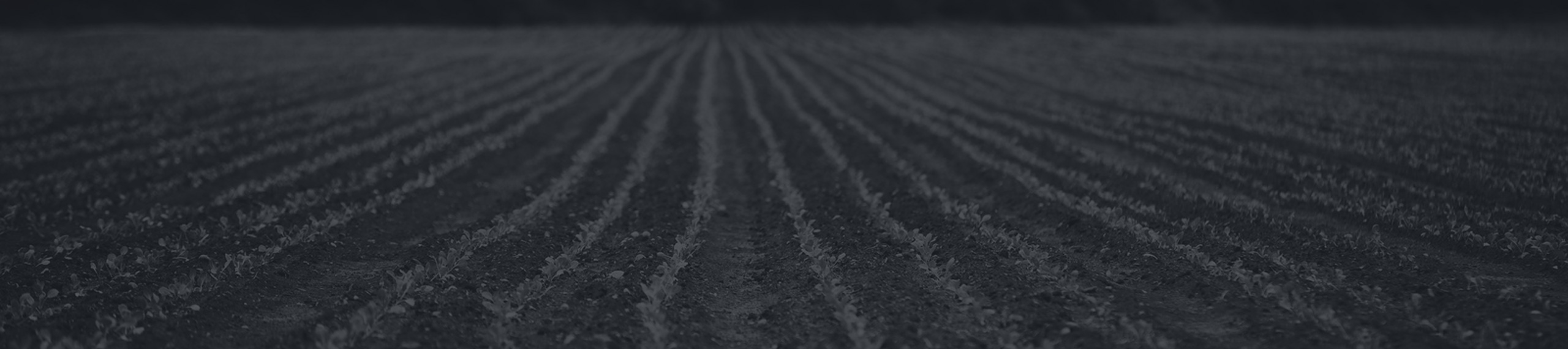 A wide, evenly plowed field with neat rows of young crops sprouting from the soil, stretching into the distance toward a tree line under a darkened sky.