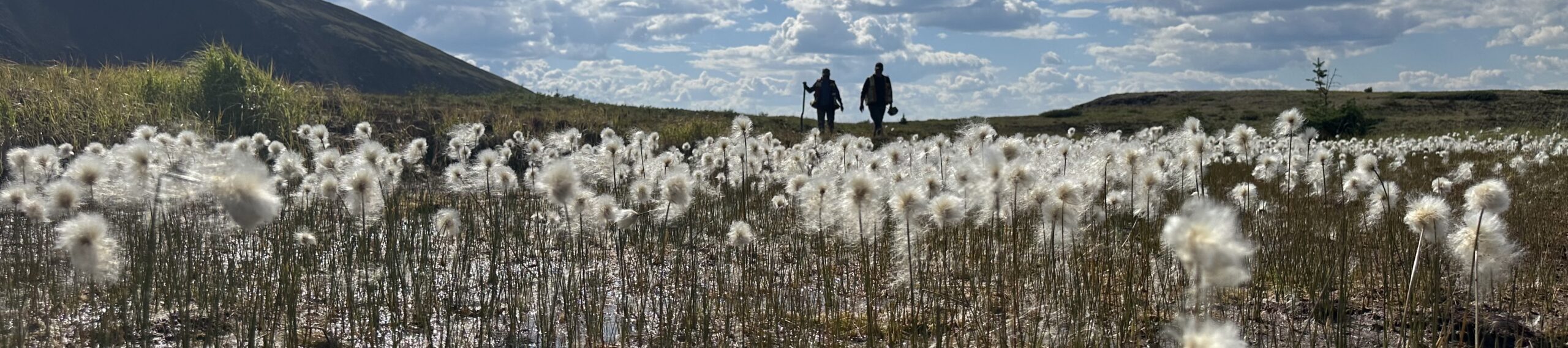Three people walk along a path through a field of white wildflowers under a bright blue sky with scattered clouds, with a hill visible in the background. The photo is taken from a low angle close to the flowers.