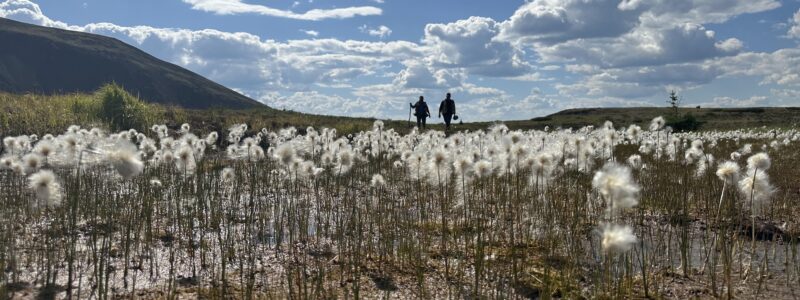 Three people walk along a path through a field of white wildflowers under a bright blue sky with scattered clouds, with a hill visible in the background. The photo is taken from a low angle close to the flowers.